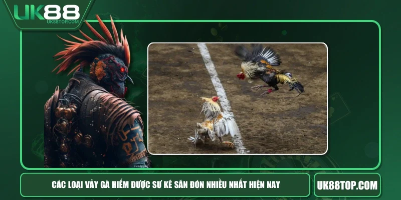 Các Loại Vảy Gà Hiếm Được Sư Kê Săn Đón Nhiều Nhất Hiện Nay