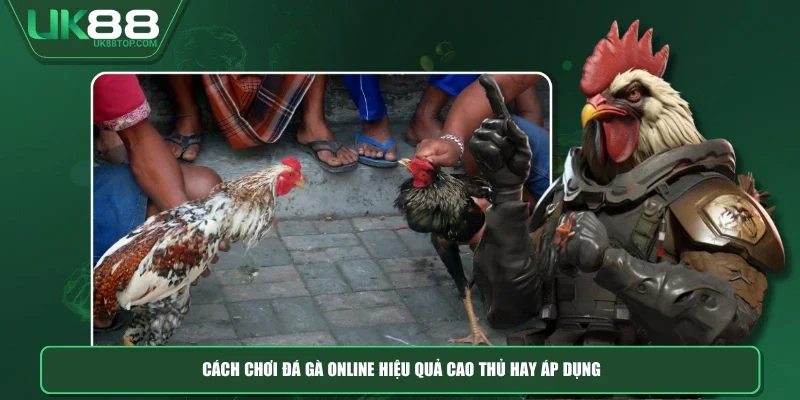 Cách chơi đá gà online hiệu quả cao thủ hay áp dụng