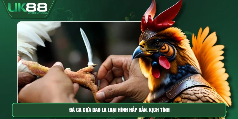 Đá gà cựa dao là loại hình hấp dẫn, kịch tính