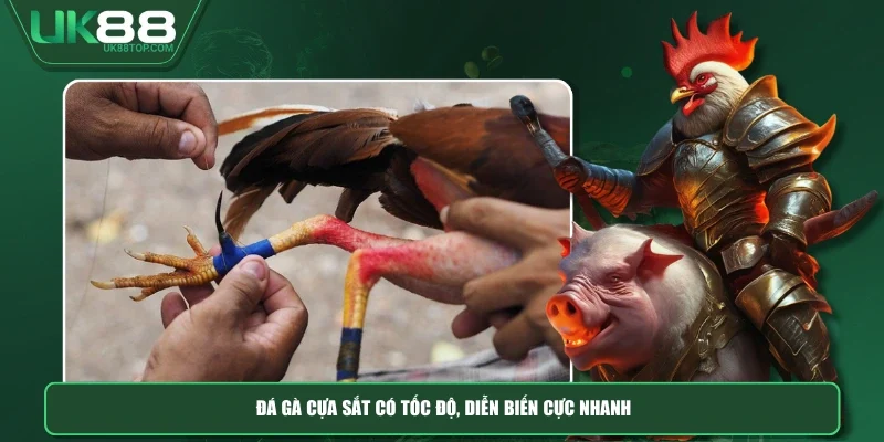 Đá gà cựa sắt có tốc độ, diễn biến cực nhanh