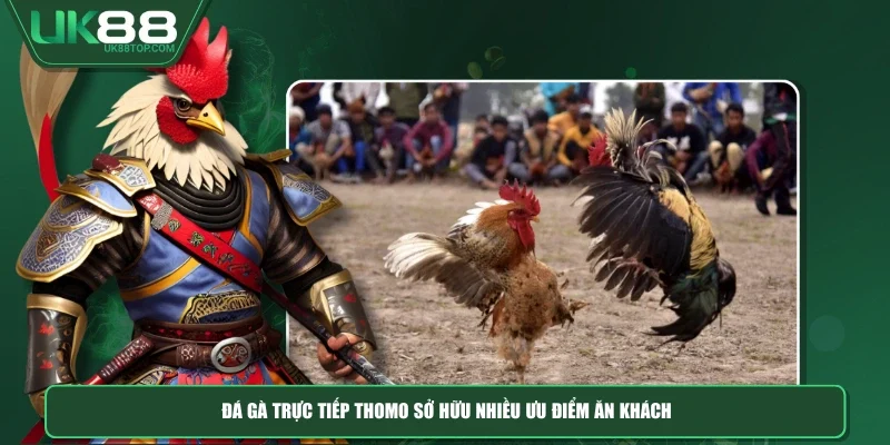 Đá gà trực tiếp thomo sở hữu nhiều ưu điểm ăn khách