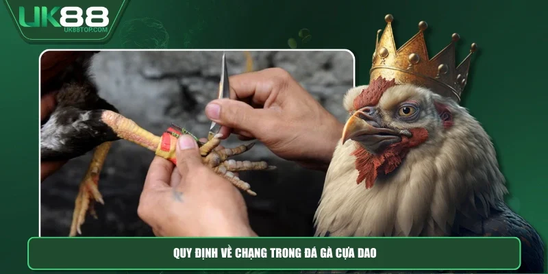 Quy định về chạng trong đá gà cựa dao