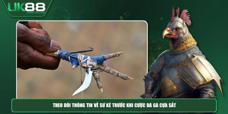 Theo dõi thông tin về sư kê trước khi cược đá gà cựa sắt