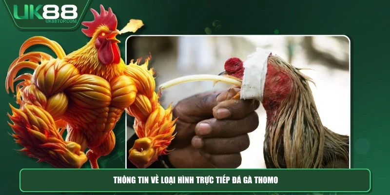 Thông tin về loại hình trực tiếp đá gà thomo
