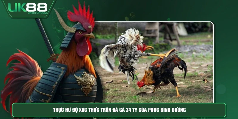 Thực hư độ xác thực trận đá gà 24 tỷ của Phúc Bình Dương