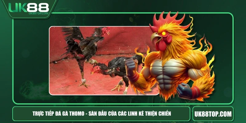 Trực Tiếp Đá Gà Thomo - Sàn Đấu Của Các Linh Kê Thiện Chiến