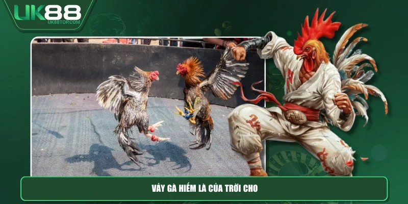 Vảy gà hiếm là “của trời cho”